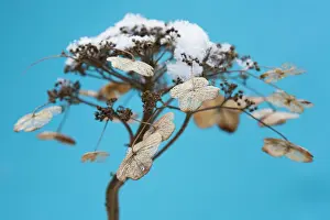 Hydrangea: Hydrangea