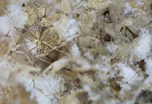 Hydrangea: Hydrangea