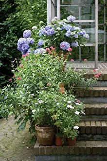 Composition: Hydrangea