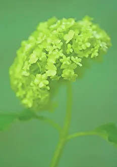 Hydrangea: Hydrangea