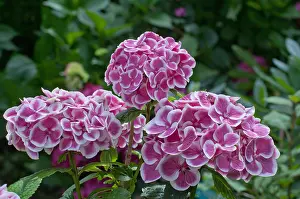 Hydrangea: Hydrangea Arlequin in bloom in a garden