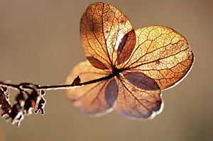 Hydrangea: Hydrangea, backlit view of brown coloured leaves