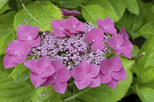 Hydrangea: Hydrangea Buchfink in bloom in a garden