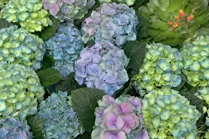 Hydrangeas: Hydrangea - close-up of flowers