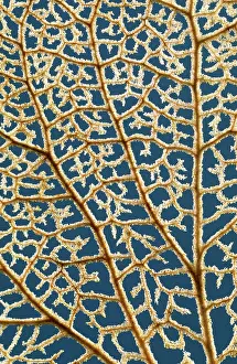 Hydrangeas: Hydrangea - flower in winter showing venation