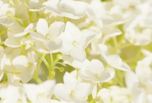 Hydrangea: Hydrangea, Hydrangea arborescens Annabelle, Close