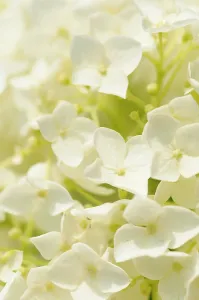 Hydrangea: Hydrangea, Hydrangea arborescens Annabelle, Close