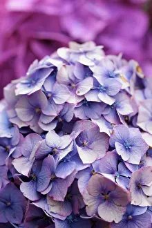 Hydrangea: Hydrangea, Hydrangea cultivar, Mauve subject