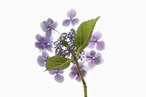 Hydrangea: Hydrangea, Hydrangea cultivar, Mauve subject, White