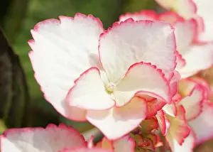 Hydrangea: Hydrangea, Hydrangea macrophylla Love You Kiss