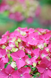 Hydrangea: Hydrangea, Hydrangea macrophylla Westfalen, Close up of pi