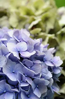 Hydrangea: Hydrangea, Lacecap hydrangea, Hydrangea, Hydrangea