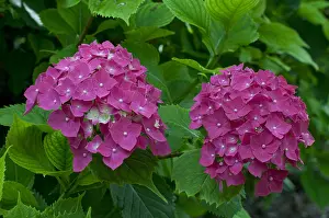 Hydrangea: Hydrangea Leuchtfeuer in bloom in a garden
