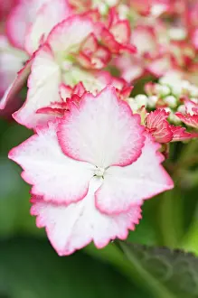 Hydrangea: Hydrangea macrophylla Love You Kiss, Hydrangea, Pink, Shru
