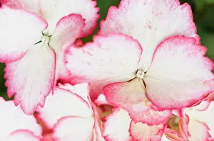 Hydrangea: Hydrangea macrophylla Love You Kiss, Hydrangea, Pink, Shru