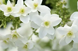 Hydrangea: Hydrangea, Oakleaf hydrangea, Hydrangea quercifolia