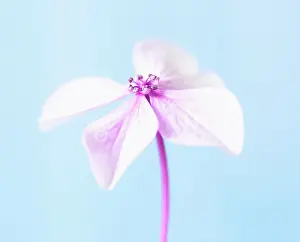 Hydrangea: Hydrangea, Pink subject, Blue background