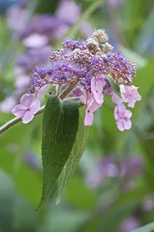 Hydrangea: Hydrangea, Rough Leaved Hydrangea, Hydrangea aspera