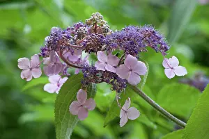 Hydrangea: Hydrangea, Rough Leaved Hydrangea, Hydrangea aspera