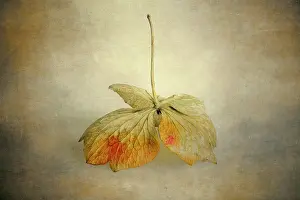 Enhanced: Hydrangea turning its autumn colour, laid on a textured pain