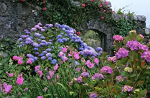 Hydrangea: Hydrangea in front of Walled Garden in Inverewe