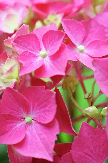 Hydrangea: Hydrangea Westfalen, Hydrangea, Hydrangea macrophylla