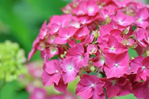 Hydrangea: Hydrangea Westfalen, Hydrangea, Hydrangea macrophylla
