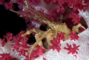 Arborek: Hydroid Decorator Crab - on Soft Glomerate Tree