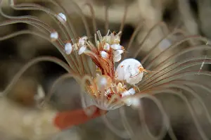 Hydroid: Hydroid Ladybug Amphipods