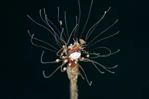 Hydroid: Hydroid Ladybug Amphipods