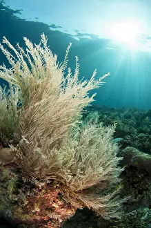 Hydroid: Hydroids - with sun in background - Run Island