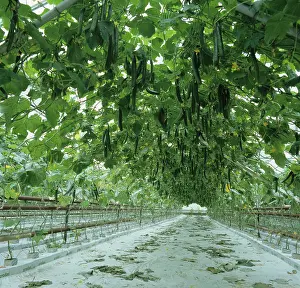 Cucumber: Hydroponic Cucumber crop