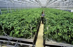 Blocks: Hydroponic Tomatoes