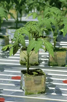 Blocks: Hydroponic Tomatoes