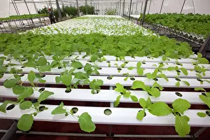 Hydroponics: Hydroponics growing vegetables