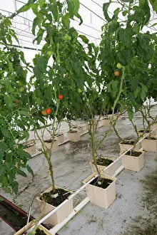 Hydroponics: Hydroponics growing vegetables