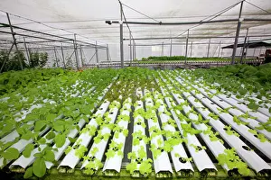 Hydroponics: Hydroponics growing vegetables