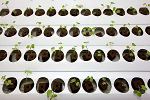 Hydroponics: Hydroponics growing vegetables