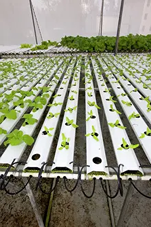 Hydroponics: Hydroponics growing vegetables
