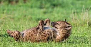 Bare: Hyena (Crocuta crocuta) is lying in the grass in
