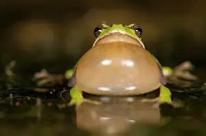 Arborea: Hyla arborea