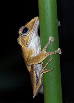 Malaysia: Hylarana megalonesa from Danum Valley, Sabah, Borneo