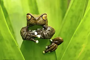 Grip: Hyloscirtus tapichalaca (Hyloscirtus tapichalaca)