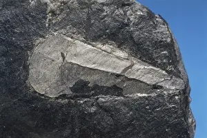 Paleozoic: Hyolithid Fossil