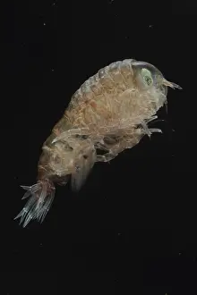 Zooplankton: Hyperia latreillei, Jellyfish (Hyperia galba), Jellyfish