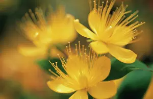 Hypericum: Hypericum