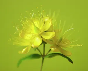 Hypericum: Hypericum