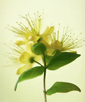 Hypericum: Hypericum