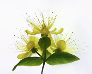 Hypericum: Hypericum