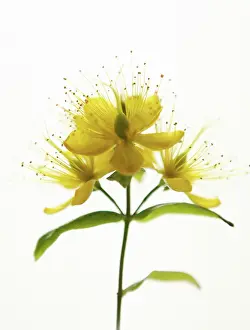 Hypericum: Hypericum